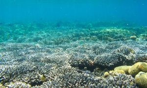 Spot Snorkeling Terbaik di Pulau Lombok