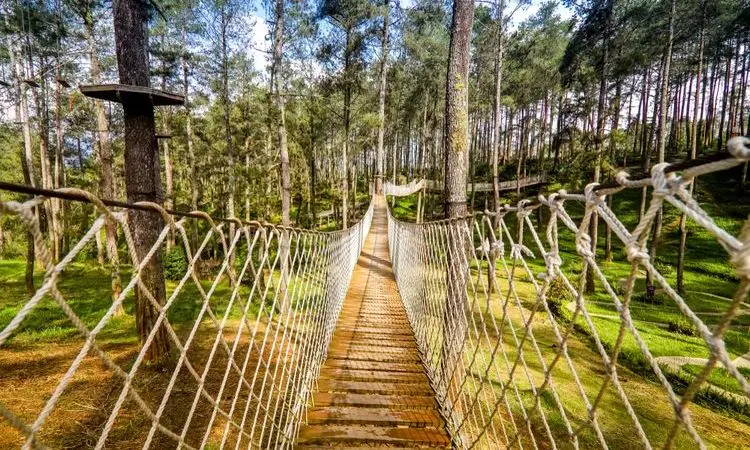 Daya Tarik Orchid Forest Cikole
