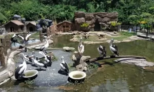 Lembang Park & Zoo: Mengenal Satwa dalam Suasana Pedesaan