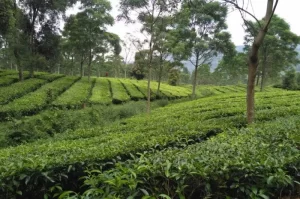 Agrowisata Gunung Mas