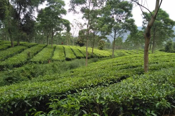 Alamat dan Rute ke Agrowisata Gunung Mas