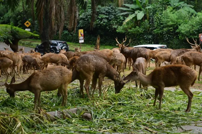 Alamat dan Rute ke Taman Safari Indonesia