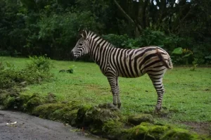 Berkeliling Kebun Binatang