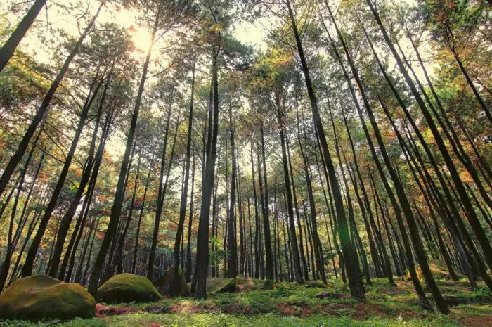 Hutan Pinus Gunung Pancar