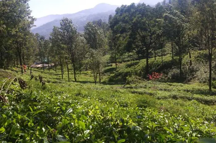 Kebun Teh yang Bikin Tergoda