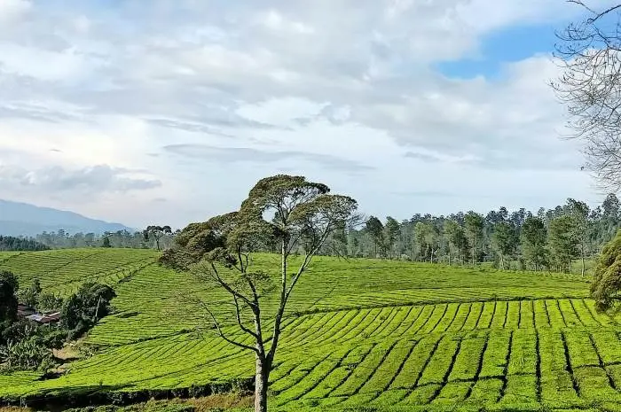 Daya Tarik Wisata Riung Gunung