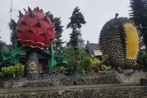 Kebun Durian Warso, Mengenal Wisata Petik Buah Favorit di Bogor