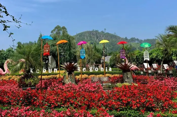 Daya Tarik Kebun Begonia Lembang