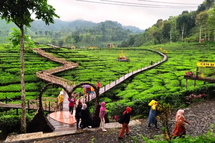 Kebun Teh Gunung Gambir - Belajar Langsung dari Alam