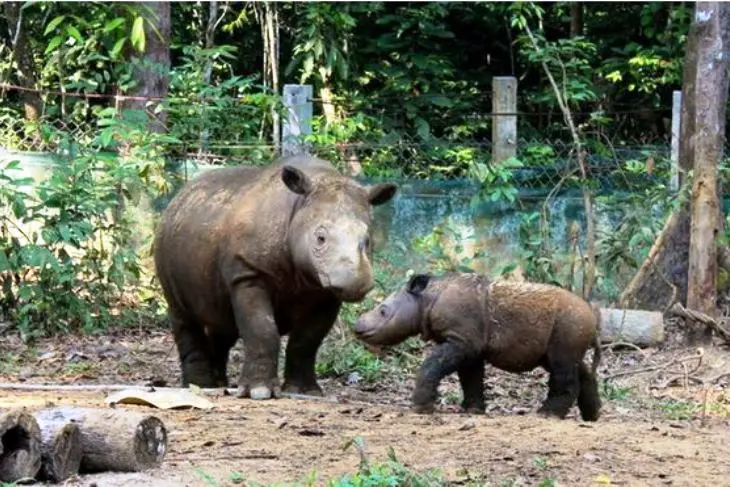 Taman Nasional Ujung Kulon - Kawasan Konservasi dengan Alam Liar Nan Eksotis