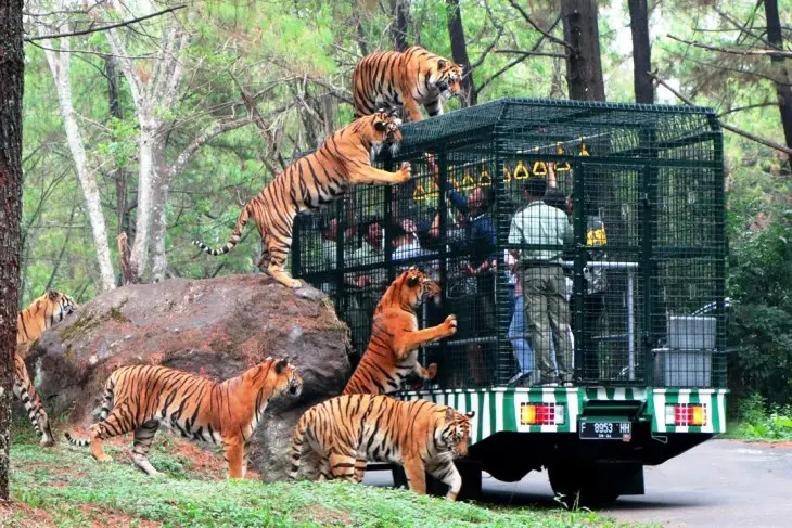 Taman Safari Prigen - Safari Seru Bersama Satwa Liar di Habitat Alami