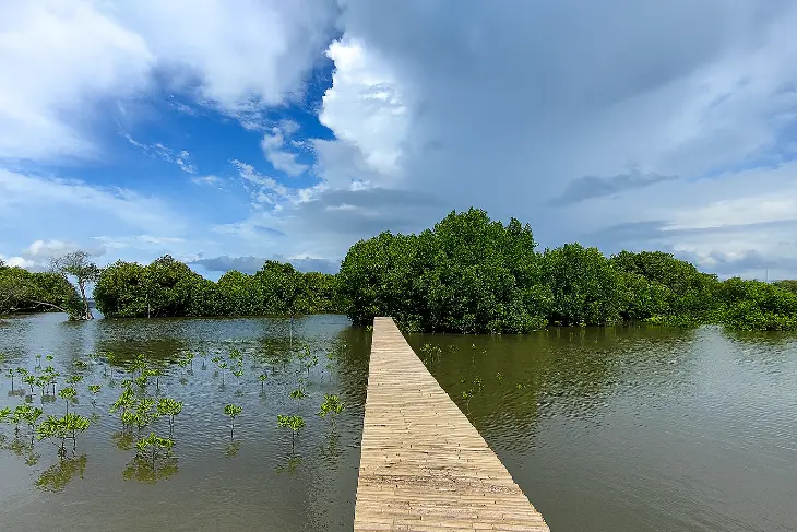 Hutan Mangrove Teluknaga - Nuansa Hijau yang Menenangkan