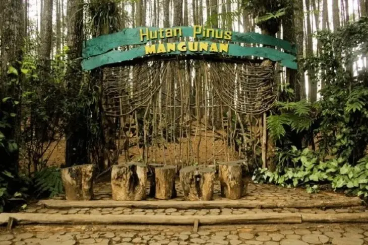 Hutan Pinus Mangunan - Bantul, Yogyakarta
